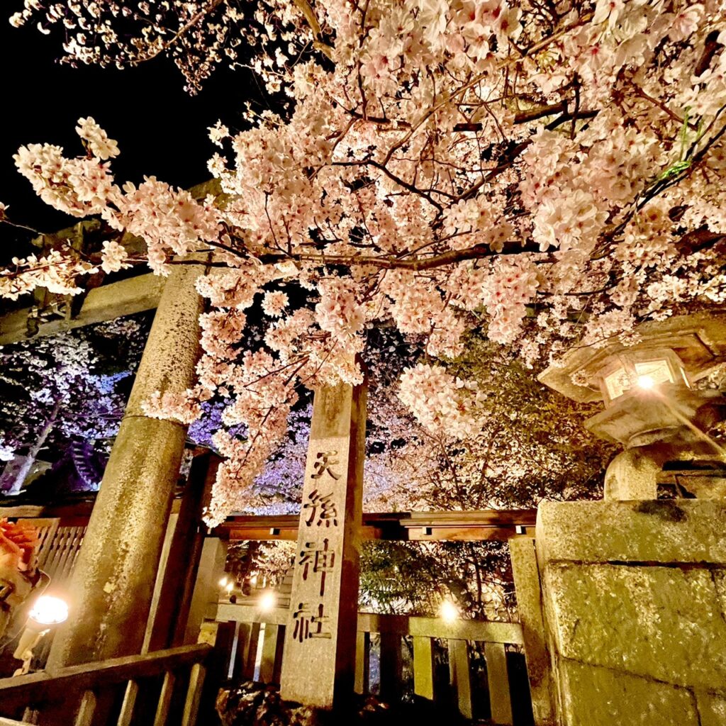 天孫神社の夜桜