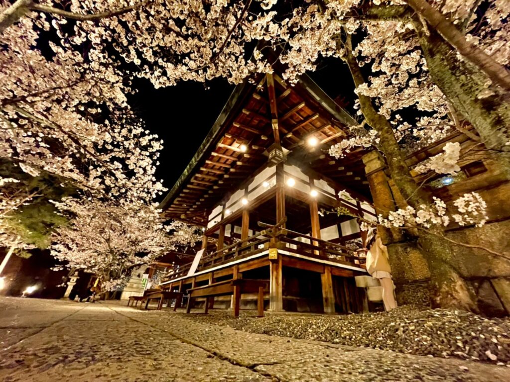 天孫神社の夜桜