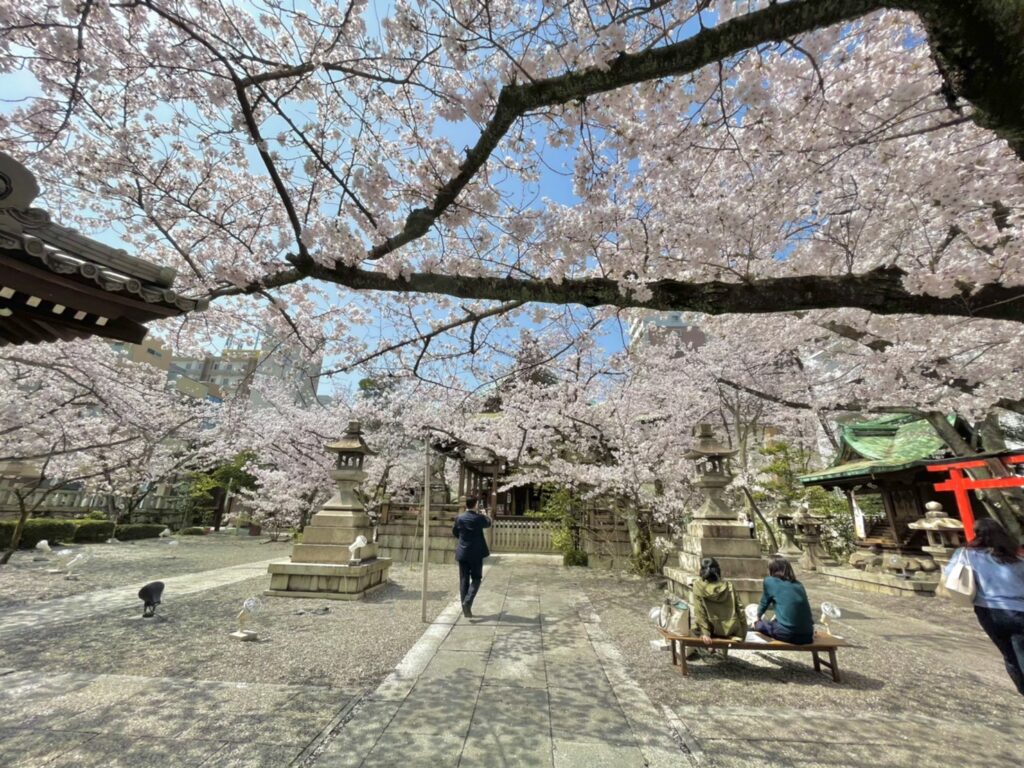 天孫神社の桜