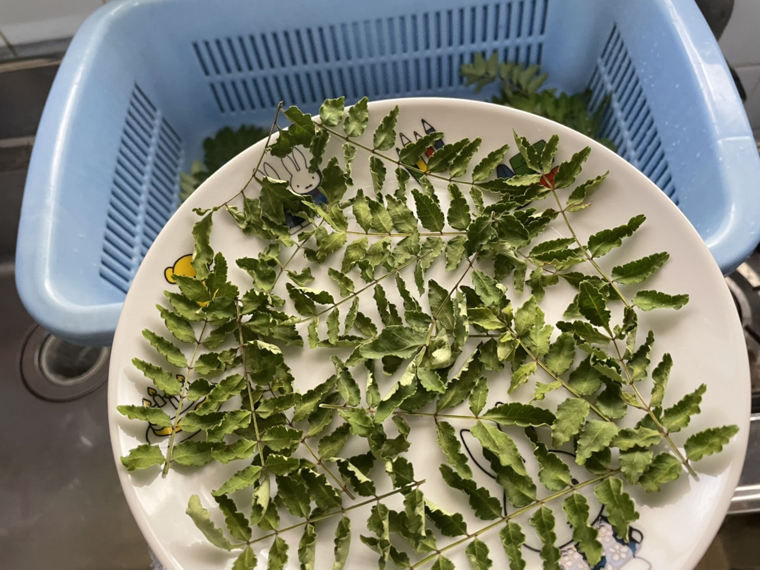 乾燥した山椒の葉